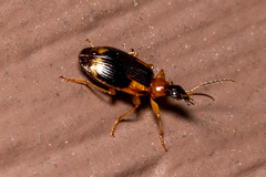 Lebia