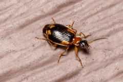 Lebia