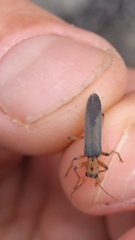 Copidita quadrimaculata