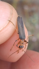 Copidita quadrimaculata