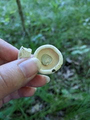 Lactifluus glaucescens