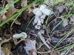 Lactifluus glaucescens