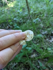 Lactifluus glaucescens