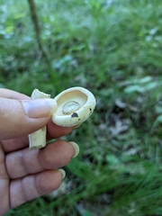 Lactifluus glaucescens