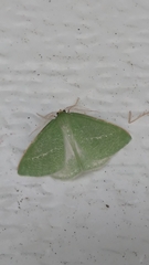 Synchlora faseolaria