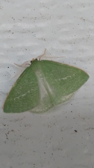 Synchlora faseolaria