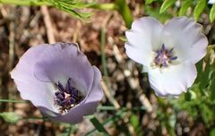 Calochortus invenustus
