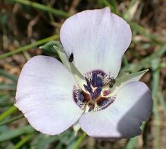 Calochortus invenustus