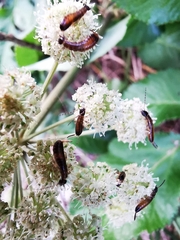 Apterygida albipennis