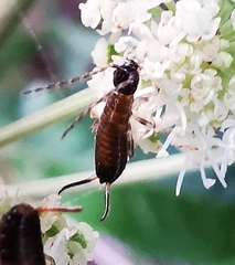 Apterygida albipennis