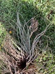 Tillandsia fasciculata