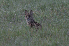Leptailurus serval