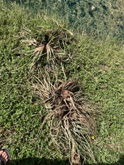 Tillandsia fasciculata