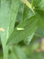 Pagaronia minor