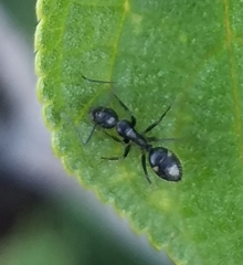 Camponotus sexguttatus