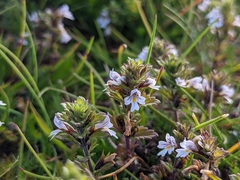 Euphrasia frigida