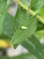 Pagaronia minor