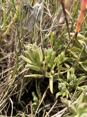 Chloropyron maritimum