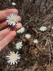 Malacothrix saxatilis implicata
