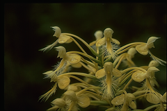 Platanthera × bicolor