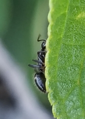 Camponotus sexguttatus