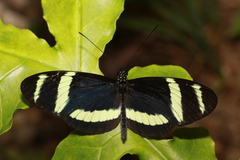 Heliconius pachinus