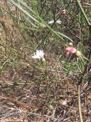 Malacothrix saxatilis implicata
