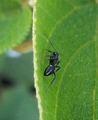 Camponotus sexguttatus