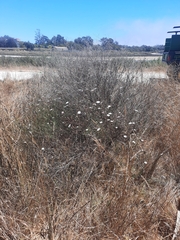 Malacothrix saxatilis implicata