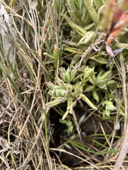 Chloropyron maritimum