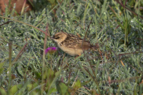 Pectoral-patch Cisticola (Cisticola brunnescens), photo 6