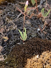 Phemeranthus parviflorus