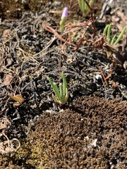 Phemeranthus parviflorus
