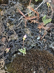 Phemeranthus parviflorus