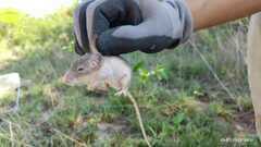 Heteromys irroratus