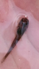 Noturus leptacanthus