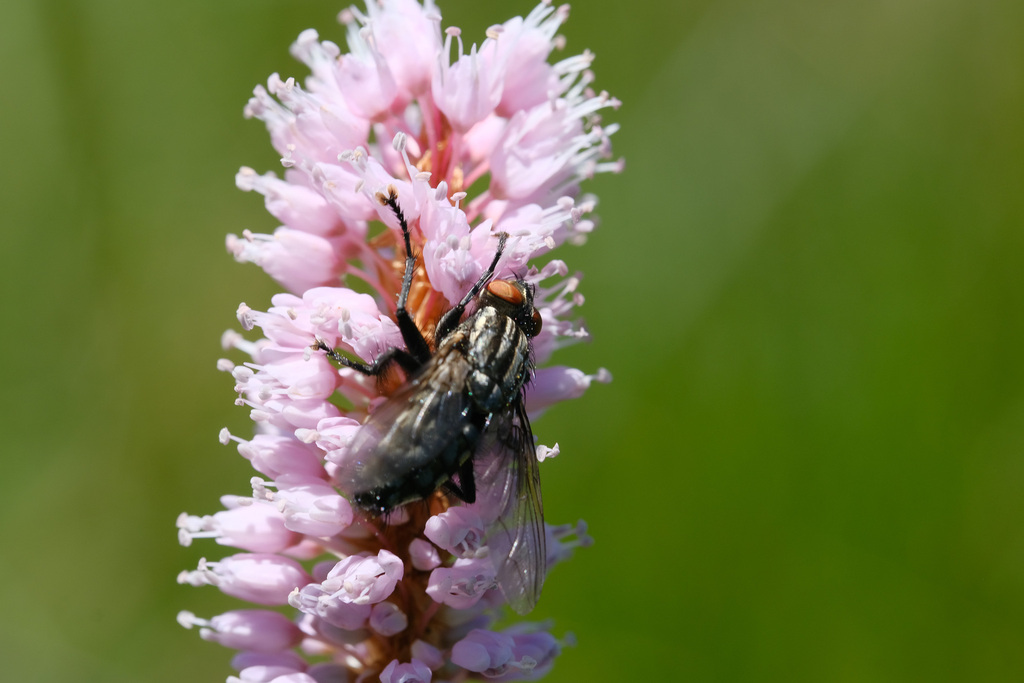 Common Flesh Flies from Sofia, Bulgaria on July 9, 2020 at 0150 PM by