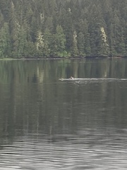 Brachyramphus marmoratus