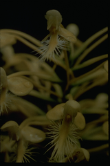 Platanthera × bicolor