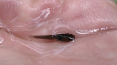 Noturus leptacanthus