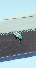 Buprestis viridisuturalis