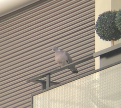 Columba palumbus
