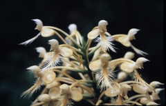 Platanthera × bicolor