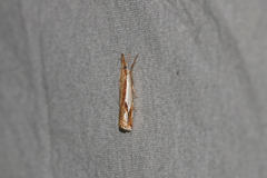 Crambus agitatellus