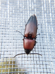 Parallelostethus attenuatus