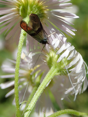 Nemophora fasciella