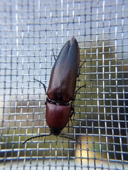 Parallelostethus attenuatus