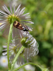 Nemophora fasciella