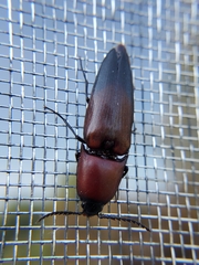 Parallelostethus attenuatus