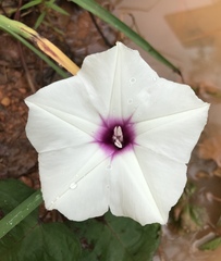 Ipomoea